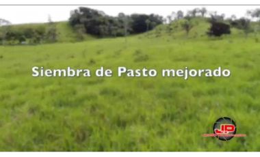 VENDO TERRENO EN LLANITO VERDE DE LA CHORRERA HURTADO 230000MTS