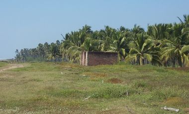 Huerta de Palma de coco en Barra de Pichi en Playa AzuL, Lazaro Cardenas, Mich