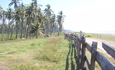 Huerta de Palma de coco en Barra de Pichi en Playa AzuL, Lazaro Cardenas, Mich