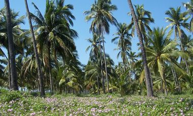 Huerta de Palma de coco en Barra de Pichi en Playa AzuL, Lazaro Cardenas, Mich
