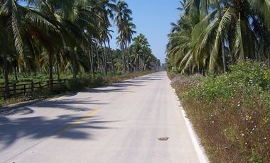 Huerta de Palma de coco en Barra de Pichi en Playa AzuL, Lazaro Cardenas, Mich