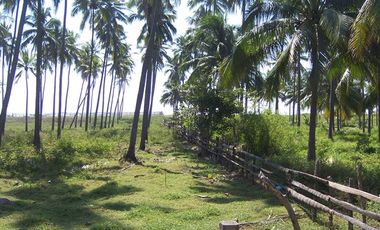 Huerta de Palma de coco en Barra de Pichi en Playa AzuL, Lazaro Cardenas, Mich