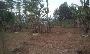 Jual Tanah Perkebunan 12 Hektar Di Cipongkor Kota Bandung