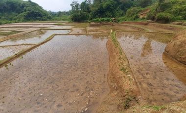 Sawah dijual produktif Bandung Barat