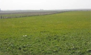 Campo RUTA 88