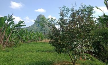Tanah Kebun subur luas 1000 Meter
