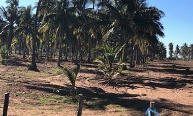 Terrenos en Playas de Mazatlán e Isla de la Piedra | Bienes Raices Tibesa