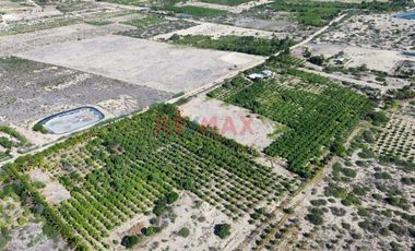 🌟 Oportunidad única de inversión en Piura! 🌟

¿Buscas un terreno con potencial en una ubicación estratégica? ¡Este es el lugar perfecto para ti! 🏡