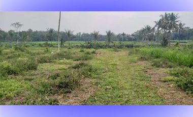 Tanah di 2 ha di Karangrejo Garum cocok untuk pembibitan
