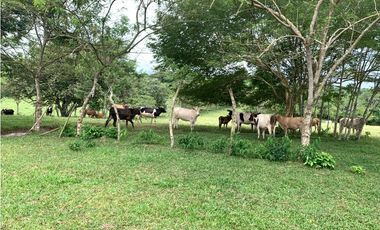 VENTA FINCA GANADERA HURTADO LA CHORRERA