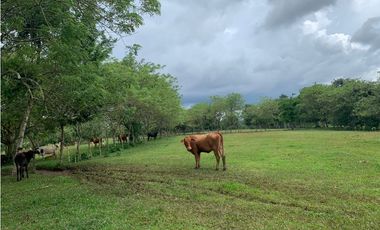VENTA FINCA GANADERA HURTADO LA CHORRERA