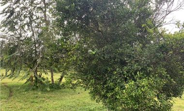 VENTA FINCA GANADERA HURTADO LA CHORRERA