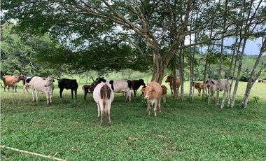 VENTA FINCA GANADERA HURTADO LA CHORRERA
