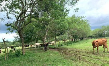 VENTA FINCA GANADERA HURTADO LA CHORRERA