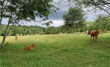 VENTA FINCA GANADERA HURTADO LA CHORRERA