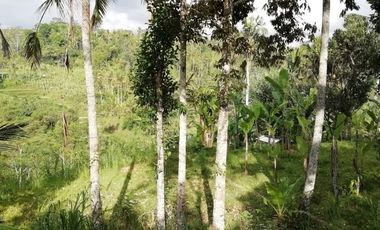 Land for sale, river view and jungle in Ubud, Bali