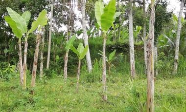 Land for sale, river view and jungle in Ubud, Bali