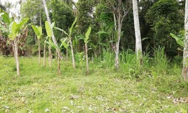 Land for sale, river view and jungle in Ubud, Bali