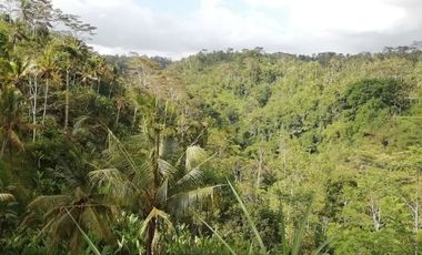 Land for sale, river view and jungle in Ubud, Bali