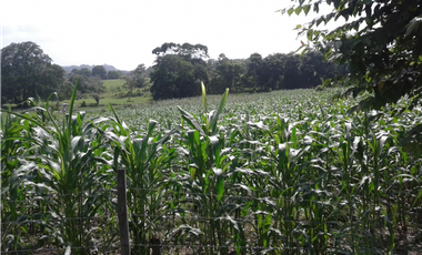 VENDO LOTE  EN CAÑITAS DE CHEPO