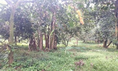 Agricultural land for sale in Antipolo Rizal