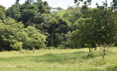 FINCA GANADERA SOBRE LA VIA QUE CONDUCE  A PUERTO SANTANDER