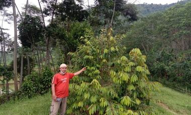 Tanah dan Kebun Produktif di Bogor Murah Banget