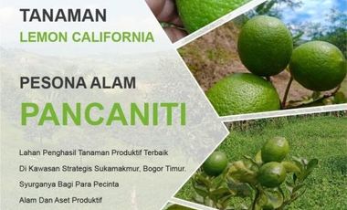 Tanah dan Kebun Produktif di Bogor Murah Banget