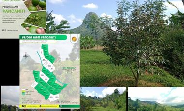 Tanah dan Kebun Produktif di Bogor Murah Banget
