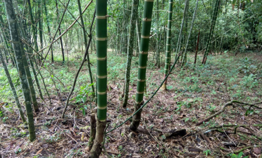 Finca Capira (ID 13081)