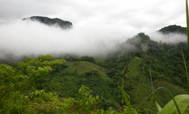 Finca Capira (ID 13081)