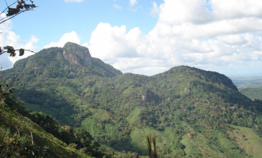 Finca Capira (ID 13081)
