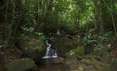 Finca Capira (ID 13081)