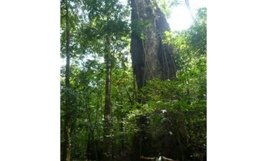 Finca Capira (ID 13081)