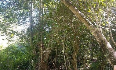 En venta terreno de 10 Has, con Cenote semi-abierto, cerca del hotel del Grupo X