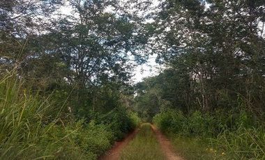 En venta terreno de 10 Has, con Cenote semi-abierto, cerca del hotel del Grupo X