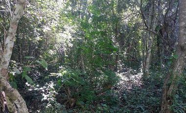 En venta terreno de 10 Has, con Cenote semi-abierto, cerca del hotel del Grupo X