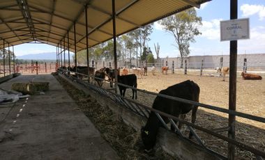 Rancho en VENTA cerca de Polotitlán Querétaro - Precio de Remate