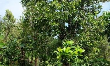 Tanah Perkebunan Wonosalam Pucang Rejo Jombang Anjasmoro BU CPT
