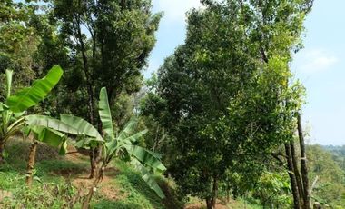 Tanah Perkebunan Wonosalam Pucang Rejo Jombang Anjasmoro BU CPT