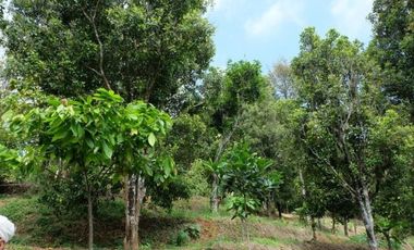 Tanah Perkebunan Wonosalam Pucang Rejo Jombang Anjasmoro BU CPT