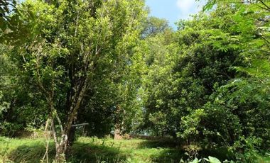 Tanah Perkebunan Wonosalam Pucang Rejo Jombang Anjasmoro BU CPT