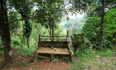 Tanah Perkebunan Wonosalam Pucang Rejo Jombang Anjasmoro BU CPT