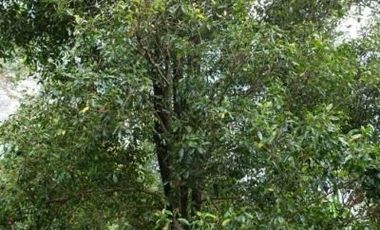 Tanah Perkebunan Wonosalam Pucang Rejo Jombang Anjasmoro BU CPT