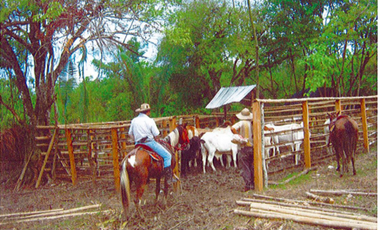 FINCA SUAREZ TOLIMA