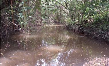 FINCA SUAREZ TOLIMA
