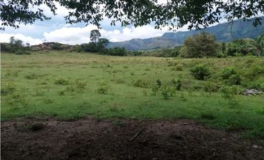 FINCA SUAREZ TOLIMA