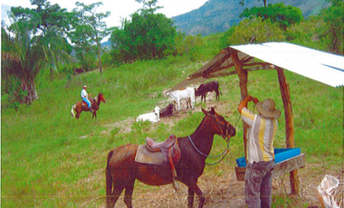 FINCA SUAREZ TOLIMA