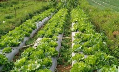 Tanah Kebun Bentuk Kotak Bagus Untuk Villa Cikole Lembang Bandung Barat