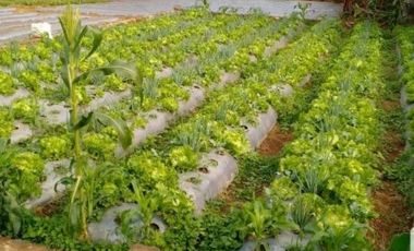 Tanah Kebun Bentuk Kotak Bagus Untuk Villa Cikole Lembang Bandung Barat